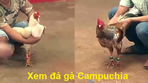 Xem đá gà campuchia an toàn và minh bạch - Đá gà trực tiếp