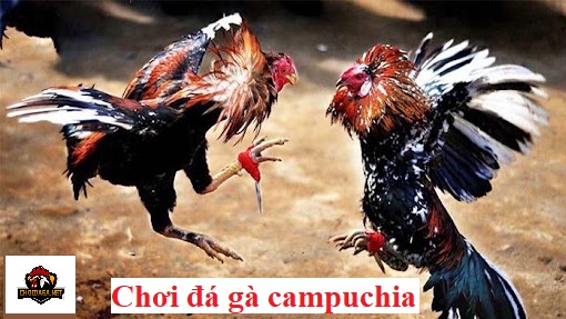 Chơi đá gà campuchia - Trường gà số 1 hiện nay - Đá gà trực tiếp