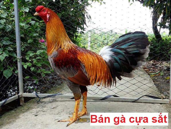 Bán gà cựa sắt và những bí quyết cần biết - Đá gà trực tiếp