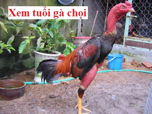 Xem tuổi gà chọi chính xác không phải ai cũng biết - Đá gà trực tiếp
