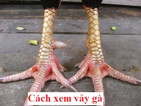 Cách xem vảy gà đá chuẩn nhất hiện nay - Đá gà trực tiếp