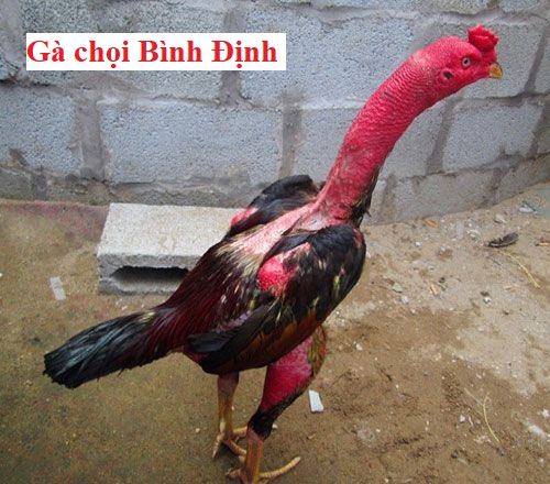 Gà chọi chiến Bình Định chiến kê đất Việt - Đá gà trực tiếp