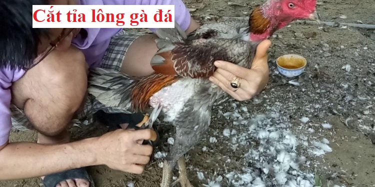 Cắt tỉa lông cho chiến kê sao cho thẩm mỹ - Đá gà trực tiếp