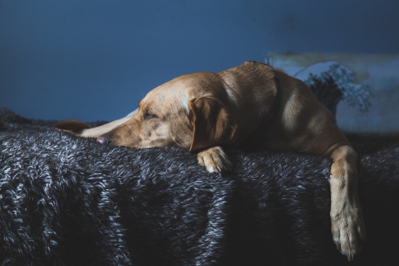 Importance of Choosing a Quality Large Dog Bed - Define Skill