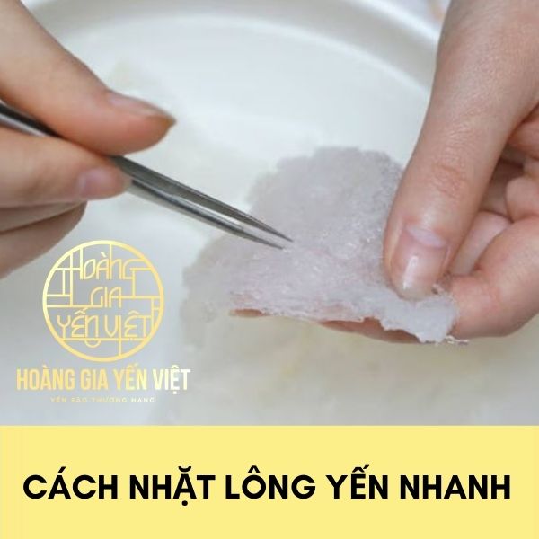 Cách nhặt lông yến nhanh nhất mà không bị mất chất 2022