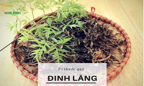 Tác dụng của lá đinh lăng. Uống lá đinh lăng nhiều có tốt không?