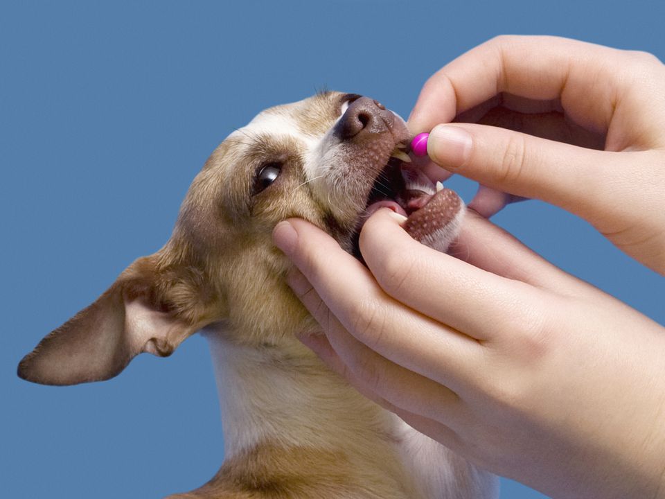 Những Loại Vitamin Cho Chó Cần Biết - Muối Pets