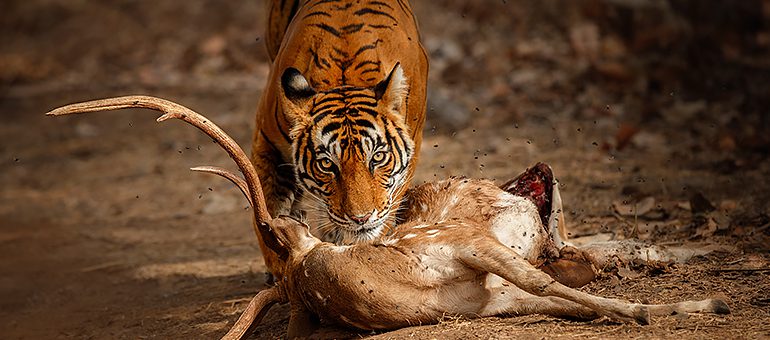 The Importance of Predator Animals to Maintain the Balance of a Healthy Ecosystem