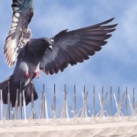 Bird Deterrent Spikes, Bird Deterrent Wire, Bird Spikes for Pigeons