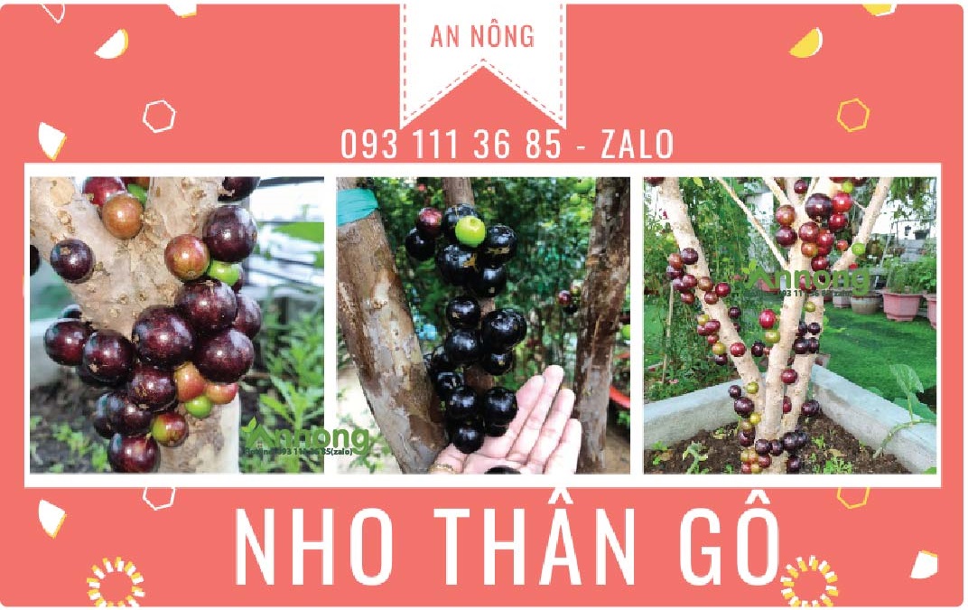 Chi Tiết Cách Trồng Nho Thân Gỗ Hiệu Quả - An Nông