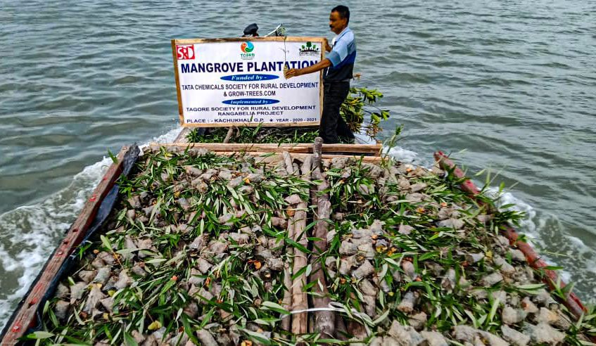 Mangrove Tree Planting Program