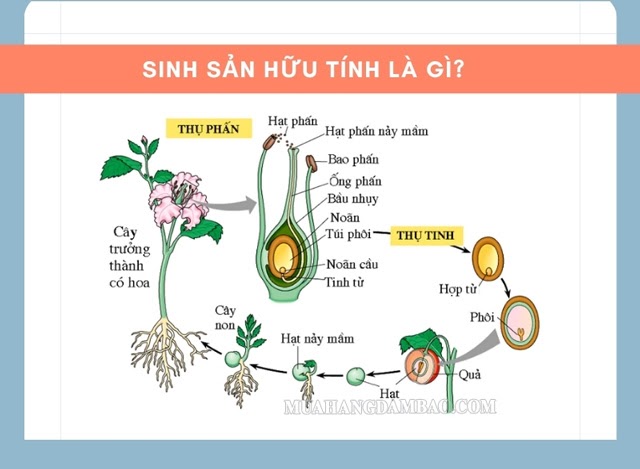 Sinh sản hữu tính là gì? Có mấy hình thức sinh sản hữu tính?