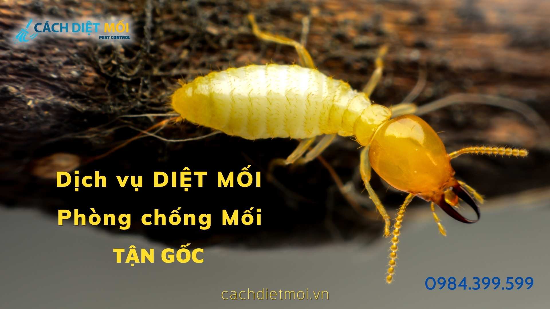 Dịch Vụ Diệt Mối Tận Gốc, Phòng Chống Mối Tận Gốc [ 2022 ]