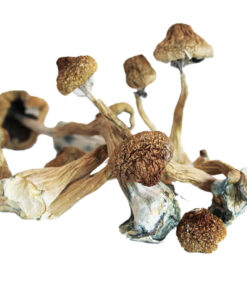 Magic Mushroom - Sky Marijuana shop