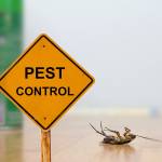 Massey Pest Control Adelaide