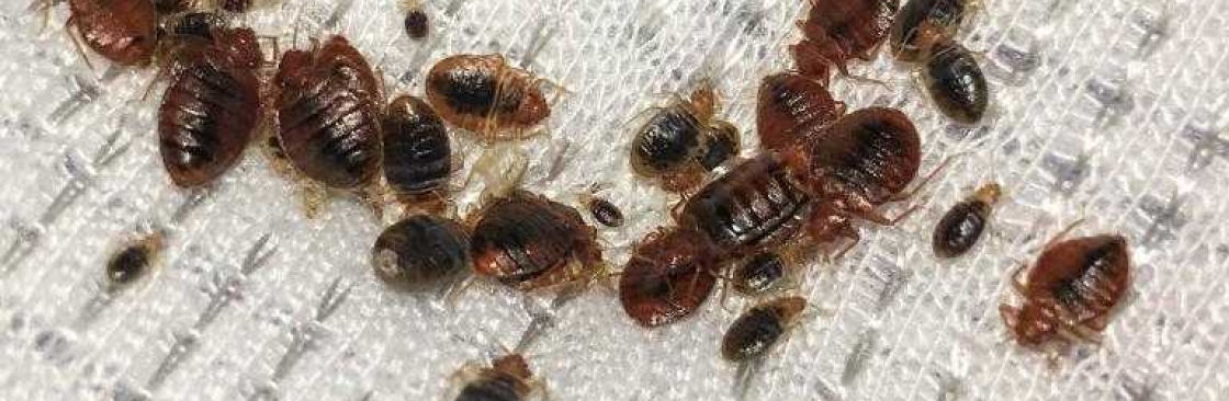 Bed Bugs Control Brisbane