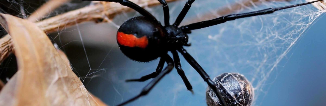 Be Pest Free Spider Control Adelaide