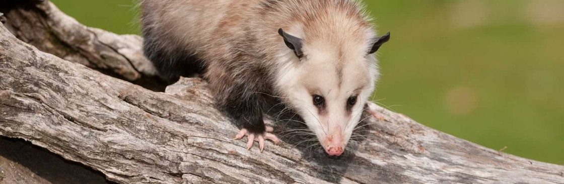 Green Pest Shield Possum Removal Brisbane