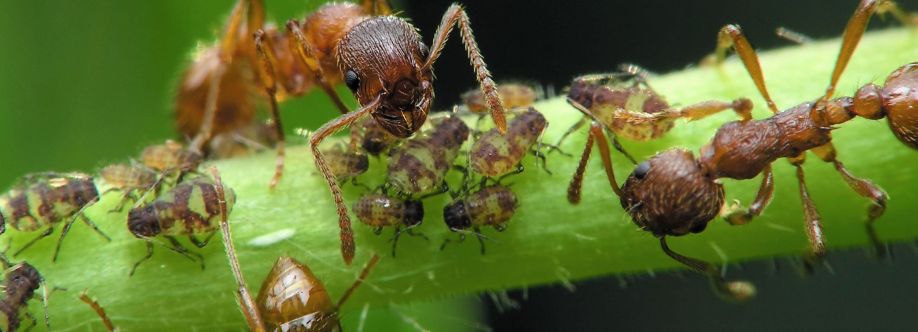 Fast Ant Control Brisbane