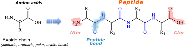 Peptide Synthesis, Peptide Synthesis Companies