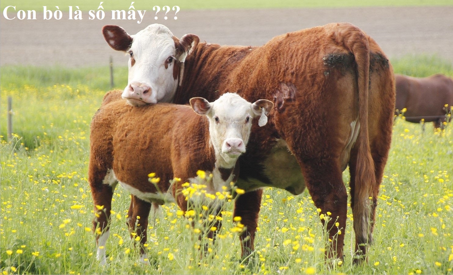 Con Bò là số mấy ? Mơ thấy bò đánh con gì ? Là điềm báo gì ? Tốt hay Xấu ?