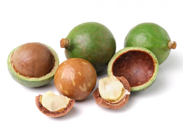 Hạt Macca là gì ? Tác dụng của hạt Macca đối với sức khỏe. - Dananut