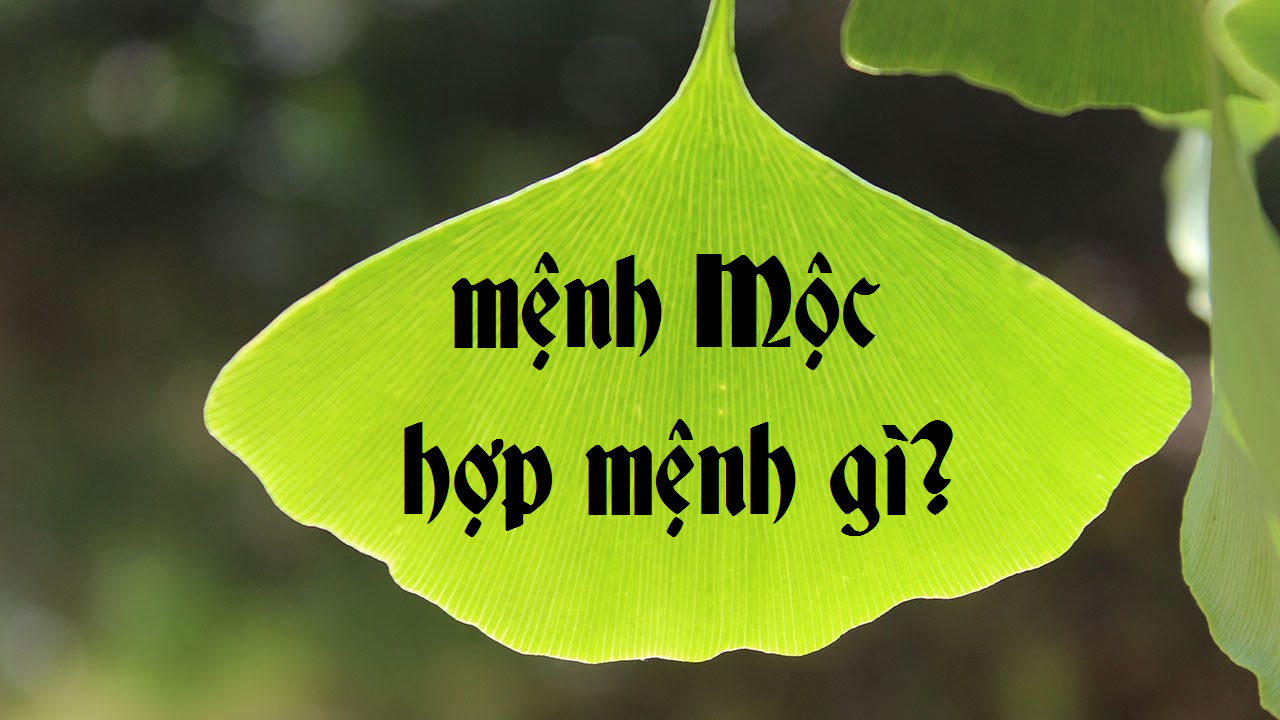 Mệnh Mộc hợp mệnh gì? Ngũ hành tương sinh với mệnh Mộc