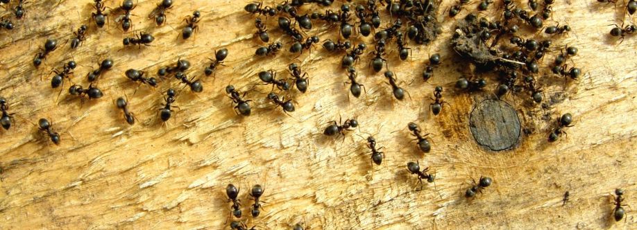 Be Pest Free Ants Control Adelaide