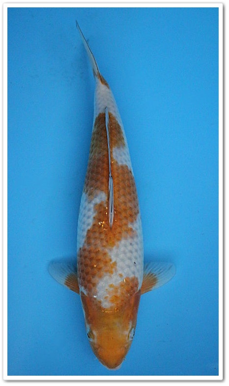39cm Ochiba - Oofuchi [OOF-003] - € 180,00 : Koifutter Shop |SUI JIN| Edewecht - Oldenburg Koi aus Japan | Koifutter | Wasserpflege | OEM |, Koifutter ✓ schnelle Lieferung ✓ kostenloser Versand ab 50€ ✓ Japan Koi - Jetzt im Koi Shop online bestellen!