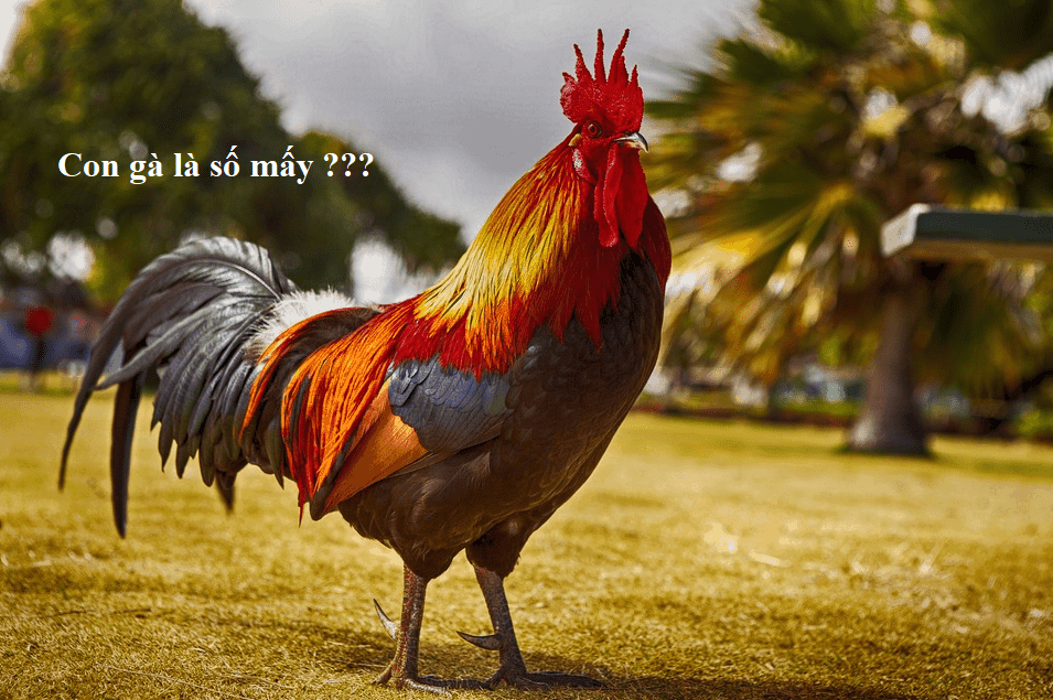 Con Gà là số mấy ? Mơ thấy con gà đánh con gì ? Giấc mơ là điềm Lành hay Dữ ?
