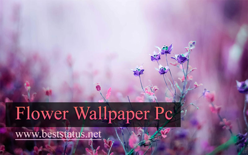 Flower Wallpaper for PC & Laptop - Flower Wallpapers HD & 4K
