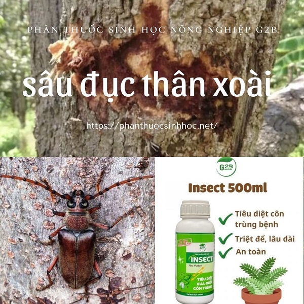 Biểu hiện của sâu ****c thân xoài và thuốc đặc trị - Phân thuốc sinh học Nông Nghiệp - G2B