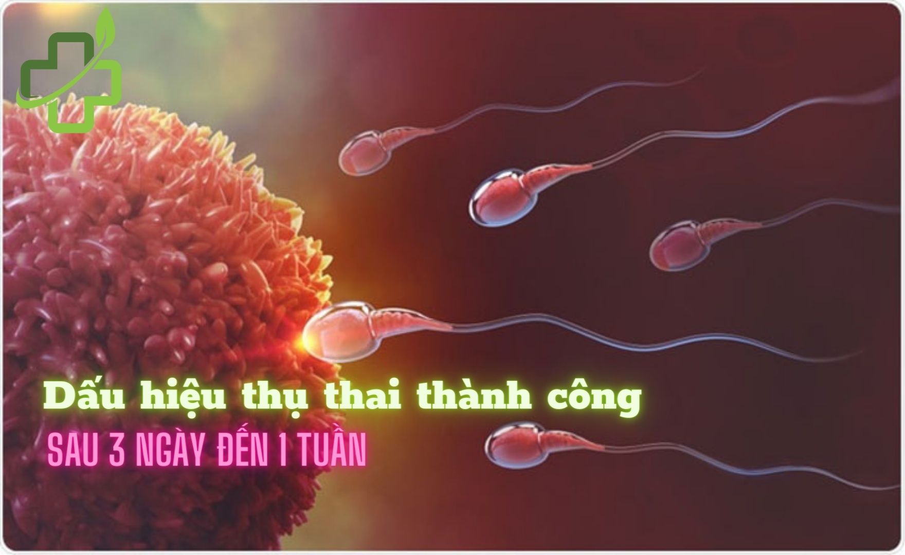 10+ Dấu hiệu thụ thai thành công sau 3 ngày đến 1 tuần