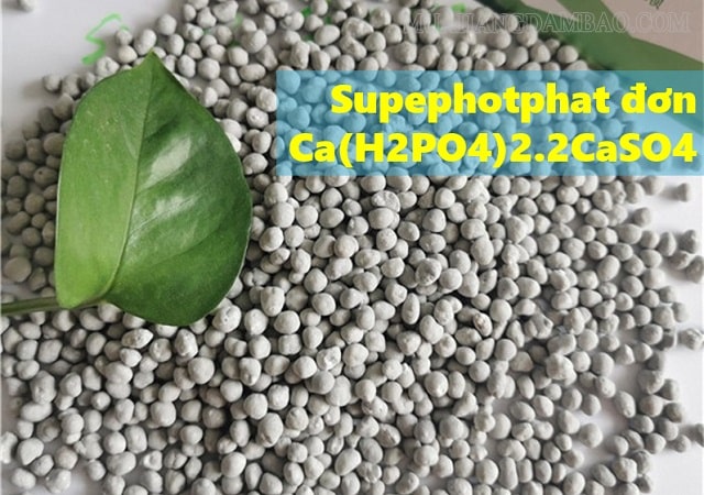 Thành phần chính của supephotphat kép, supephotphat đơn là gì?
