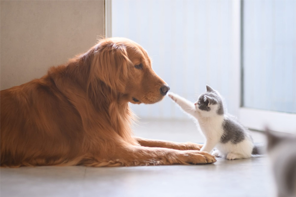Quy định nuôi chó mèo trong chung cư, có được nuôi không?