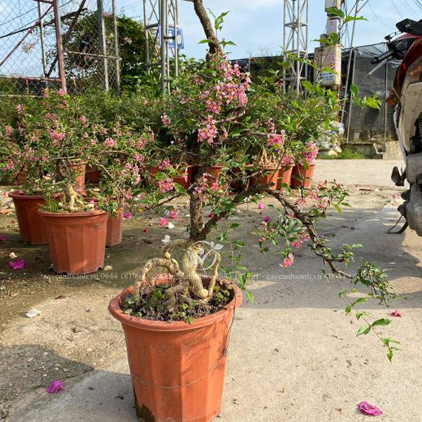 Cây hồng ngọc mai - Những bông hoa màu hồng đào tươi đẹp