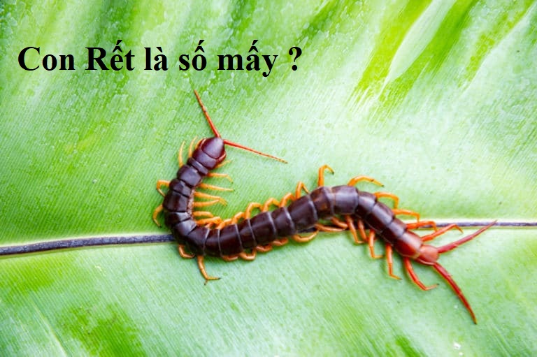 Con Rết là số mấy ? Mơ thấy Rết đánh con gì ? Xem nhanh, chi tiết, chuẩn nhất