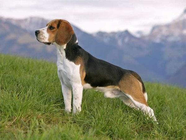 Chó Beagle và nguồn gốc lịch sử lâu đời của giống chó này - Chó cảnh đẹp