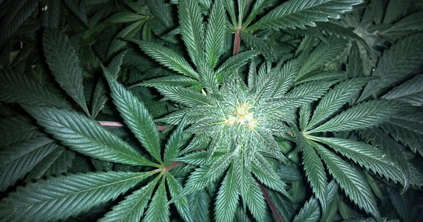 Thecanna Bidiol's answer to What do you use CBD oil for and does it work for you? - Quora