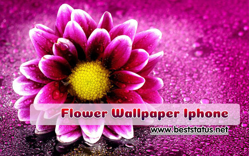 Full HD Flower Wallpaper for Mobile - Flower Wallpaper for iPhone & Android