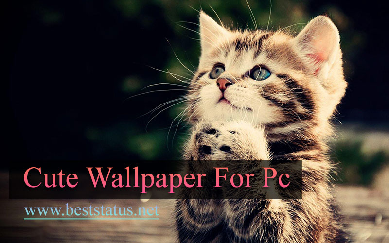 Cute Wallpaper for PC & Laptop - Cute Wallpapers HD & 4K