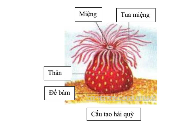 Hải quỳ là gì? Hải quỳ sinh sản, dinh dưỡng, di chuyển thế nào?