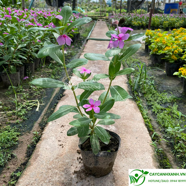 Cây hoa dừa cạn - Hoa màu tím bền, phát triển nhanh.