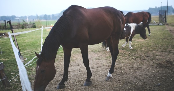 Easy Worknet's answer to How does horsepower relate to horses? - Quora