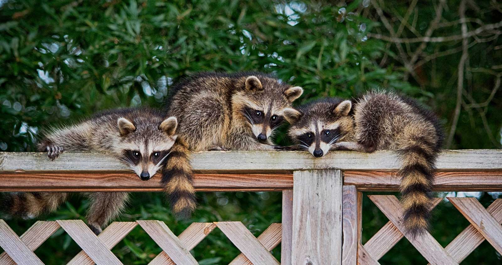 Wildlife Removal Dallas-Fort Worth | Animal Removal | Critter Stop