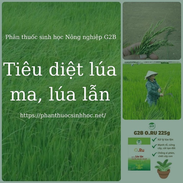 Lúa ma, lúa lẫn là gì, các biện pháp diệt trừ - Phân thuốc sinh học Nông Nghiệp - G2B