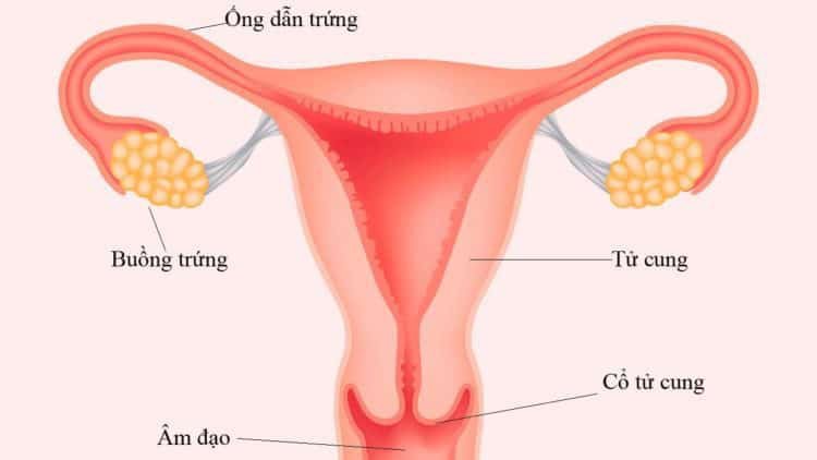 Địa chỉ chữa viêm ống dẫn trứng uy tín tại An Giang
