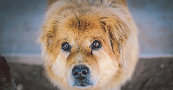 Thecanna Bidiol's answer to Does CBD oil help dogs skin? - Quora