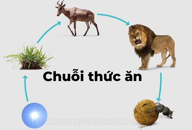 Chuỗi thức ăn là gì? Các chuỗi thức ăn thường bắt đầu từ đâu?