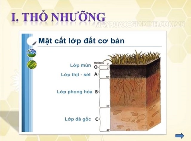 Thổ nhưỡng là gì? Đặc điểm, vai trò và yếu tố hình thành thổ nhưỡng
